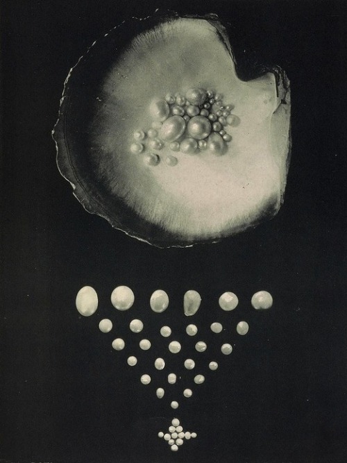 unbearabilityofbeauty:Queensland Pearls - The Great Barrier Reef of Australia (1893)