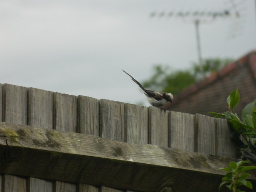 Recently fledged Long tailed tit Wish my better camera had been to hand