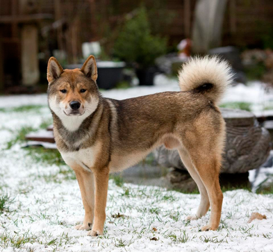 chemicalsinpants:  You’ve probably heard of Akita Inus:  And Shiba Inus: Which  are really cool and cute Japanese dog breeds. Let me introduce you to these other cool and cute Japanese dogs, which I think deserve equal attention. The Kishu Inu: The