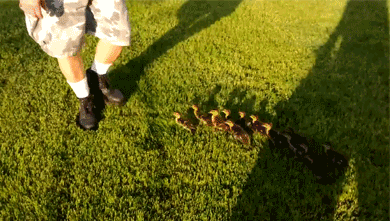 onlylolgifs:  13 Ducklings Adopt The Compassionate Man Who Saved Them And Think of