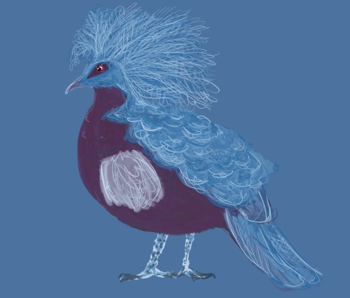 The Western Crowned Pigeon is majestic af. Like the Jon Snow of pigeons.