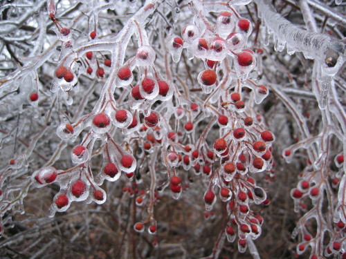 whichchick: We get ice storms, which are sometimes photogenic as well as being a huge pain in the as