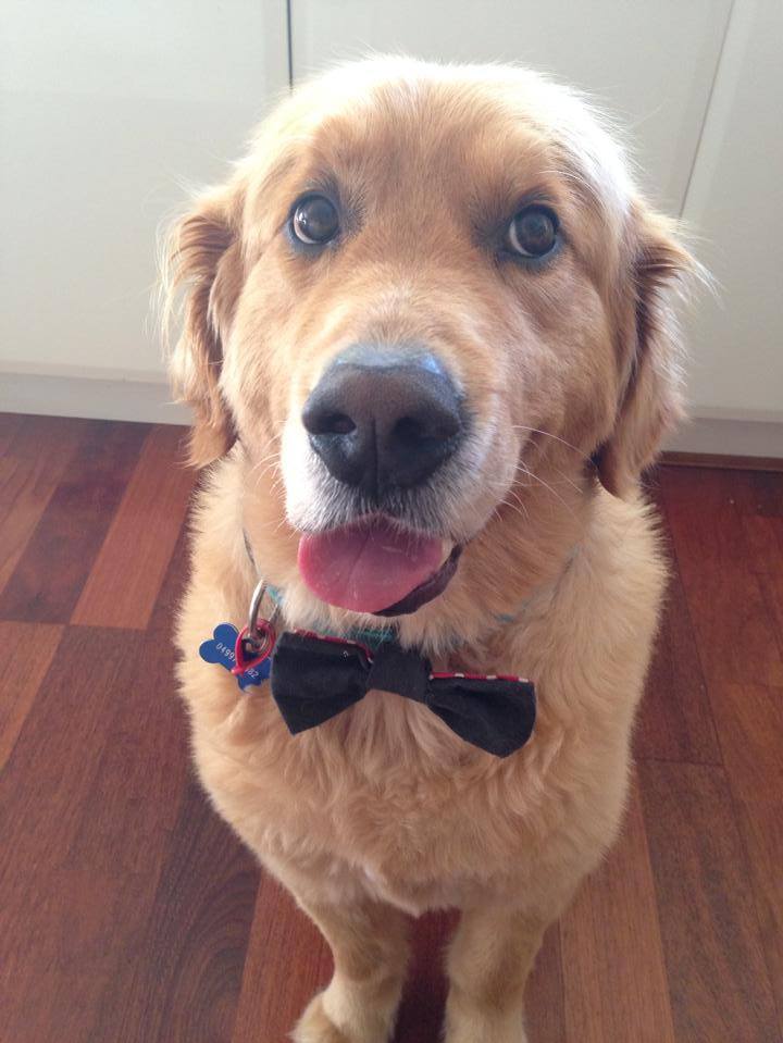 awwww-cute:  I also bought a bow tie for my dog! 