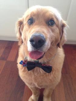 awwww-cute:  I also bought a bow tie for