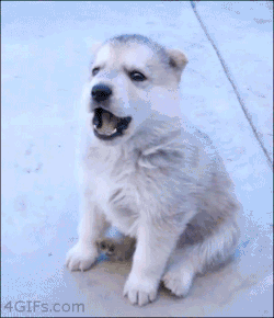 dovin-the-furry:  tagdavid:  I can’t tell if this is a dog or a wolf, maybe even both.  Its either a Husky puppy, a wolf pup, or yes, a mix between the two. But no matter what it is I want one.  I want 2&hellip; No&hellip; 5 of them :3