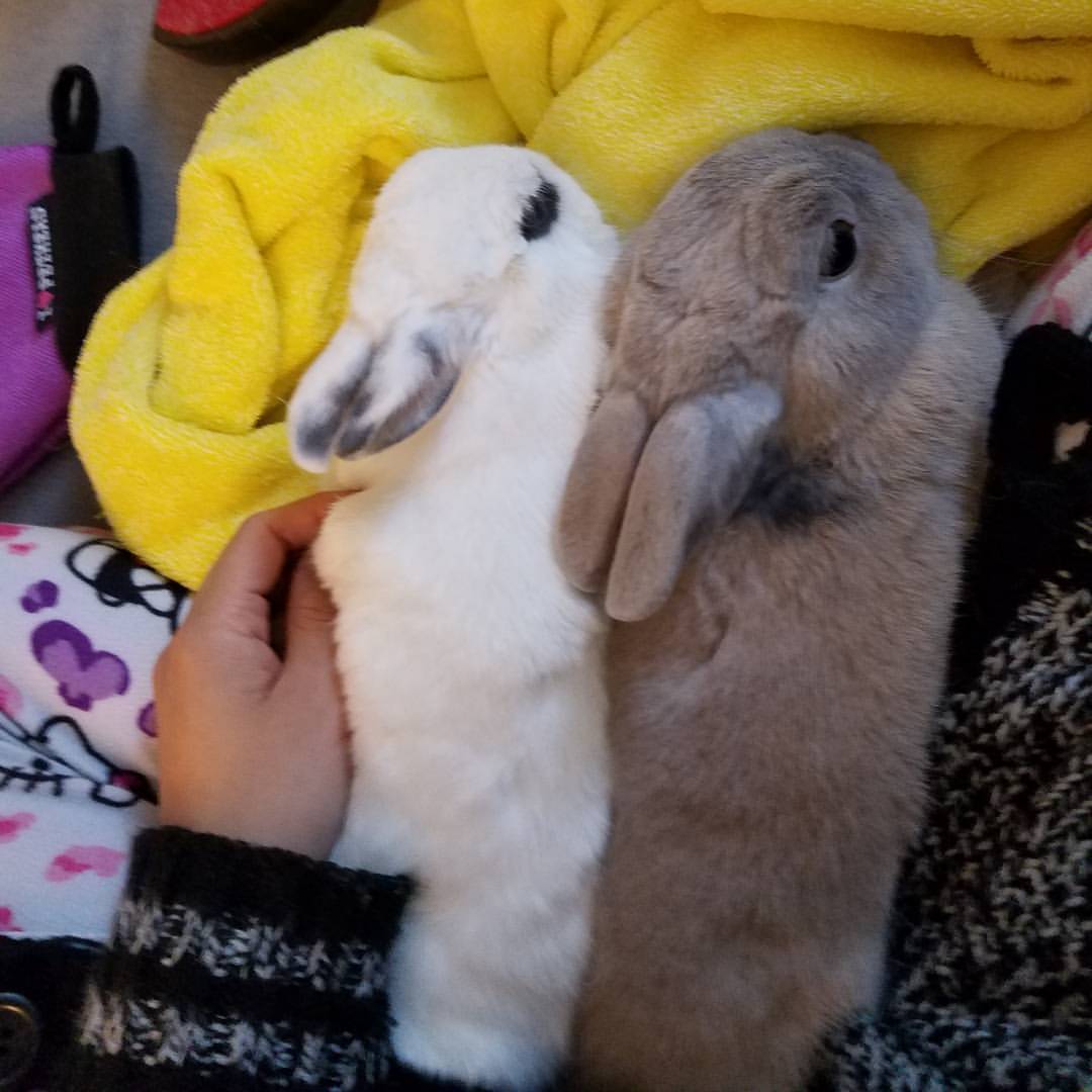 pycbunnies:  Saturday morning snuggle #chillymorning #snuggle #bunnies #bunniesofinstagram