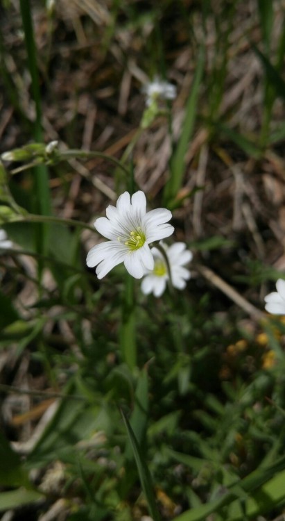 Cerastium arvense ssp. strictum is in the carnation family Caryophyllaceae. Commonly known as field 