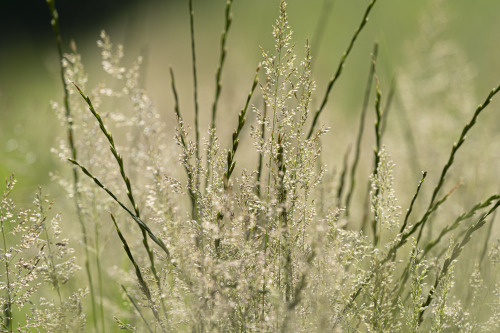 two types of grass