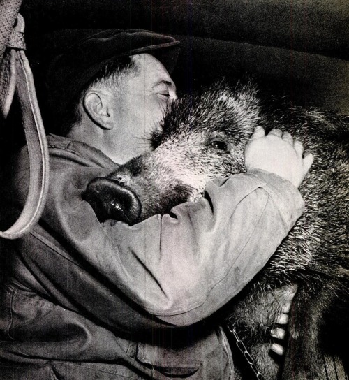 Prêt pour une balade en auto, Arthur le sanglier se blottit affectueusement contre son propriétaire, Jean Dubayle, Limoges, 1955. Ready for an automobile trip, Arthur the boar affectionately nuzzles his owner, Jean Dubayle, Limoges, France, 1955.