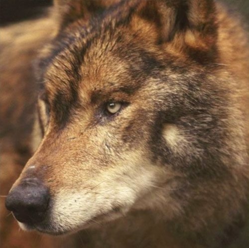 YOUNG REMUS LUPIN AS A HYBRID, HALF WOLF AND HALF VAMPIRE