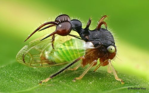 onenicebugperday:Ant-mimicking treehopper, Cyphonia clavata, MembracidaeFound in South America, Central America, and MexicoPhotos and video by Andreas Kay