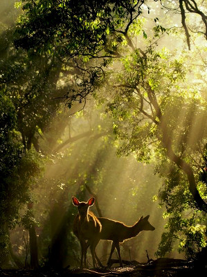wlnterwonderland:  Dryads In Greek mythology, a dryad is a tree nymph, or a tree