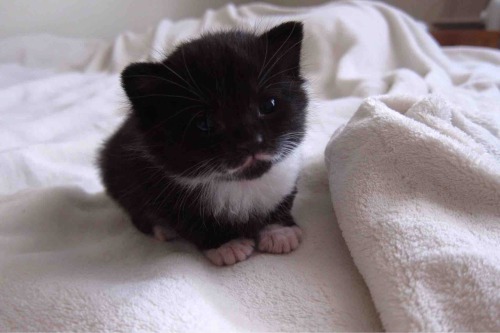 awwww-cute:Check out this lady killer