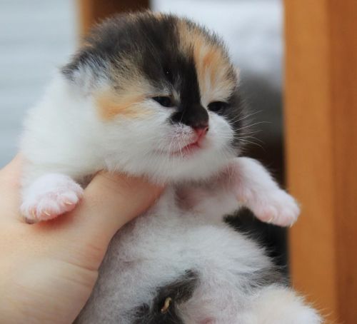 Cute British Shorthair Babies! :3@mostlycatsmostly, just look at them ^_^