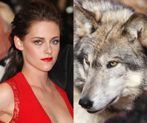 i was looking at wolf pics on google + came across these images comparing kristen stewart to various