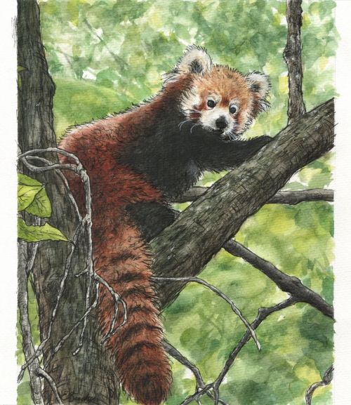 Watercolor practice ft. another red panda. . . . . Reference photo by Joshua J. Cotten on Unsplash #