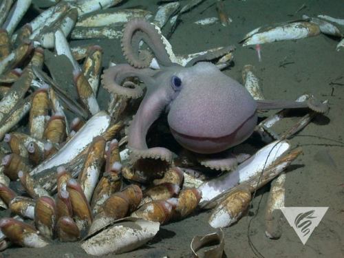 typhlonectes: A deep-sea octopus (Graneledone boreopacifica) crawls across a bed of cold seep clams,