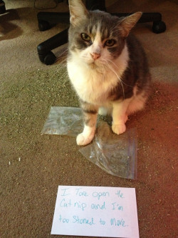 awwww-cute:  Cat shaming: Drug edition