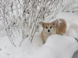 scampthecorgi:  Drama corg in the snow.