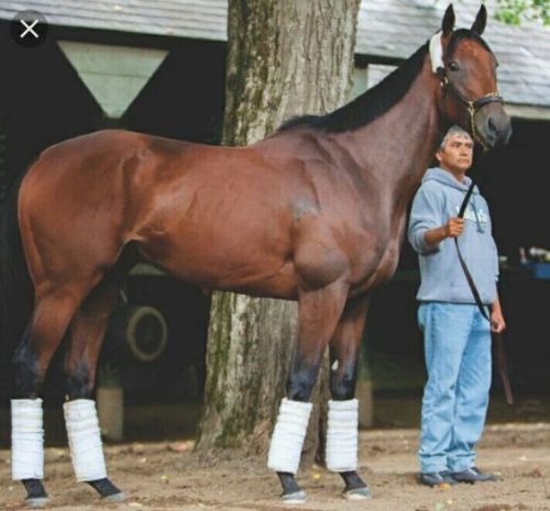 galopporacing: AMERICAN PHAROAH