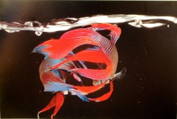 performance-sofa:  Hiro — Fighting Fish,