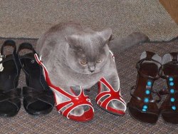 unimpressedcats:  i put some new shoes on