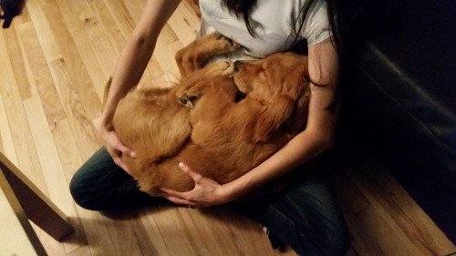 awwww-cute:  Suzy the cuddler