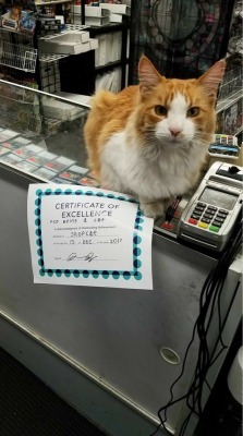 thefingerfuckingfemalefury:  cutecornflakes: The Cutest Employee at My Local Game Store Finally Got Recognition About time! 