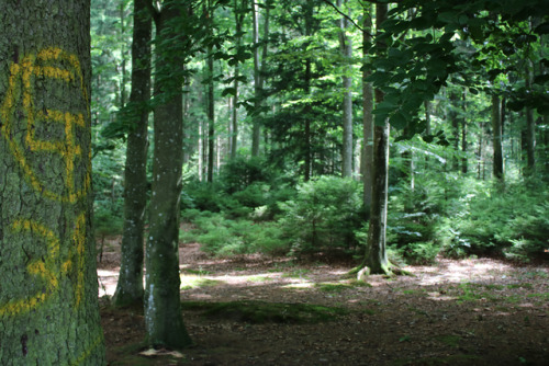 a signature? beside a hut ? …witch where are you? I’ve some questions#at the lake “blindsee