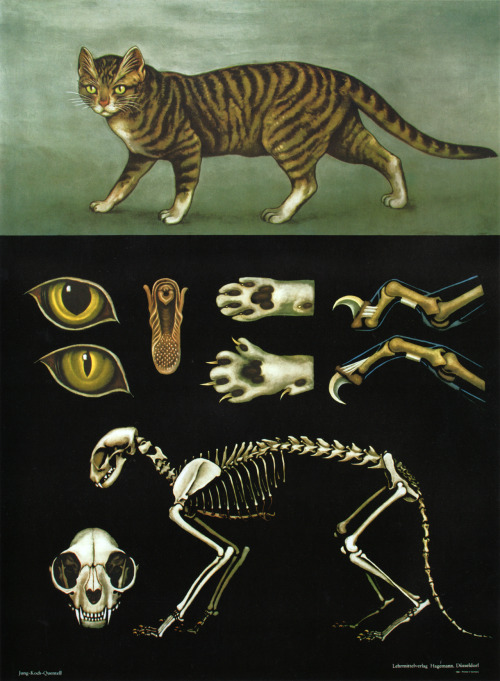 sugarmeows: The anatomy of the domestic cat, by Jung, Loch, Quentell Printed by Hageman, Düssel