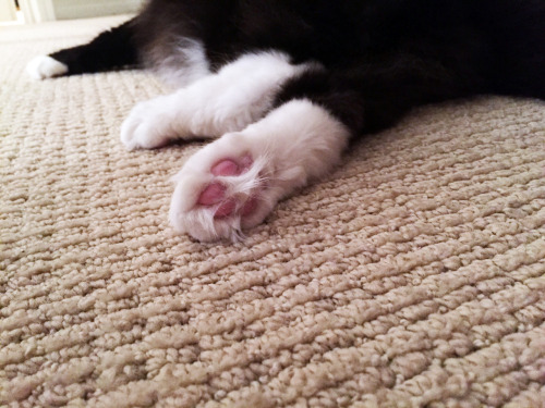 pajamasecrets:Hissy’s paws are so fluffy.