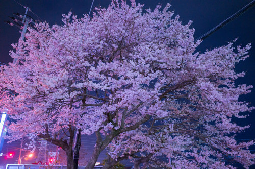 yorunosei:誠修高校の桜 by camerider_k3