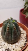 planty-planty-plants:My first succulent to adult photos