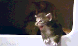 ladyartemesia:▨ today i made tiny chaos kitten gifs ▨▨ tiny chaos kitten is