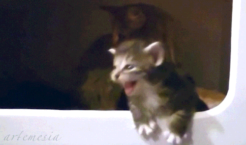 ladyartemesia:▨ today i made tiny chaos kitten gifs ▨▨ tiny chaos kitten is