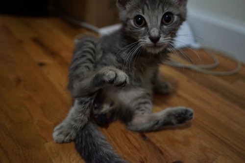 Half kitten, half furry brown marker