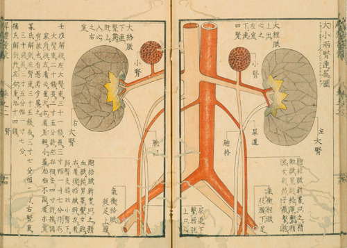 magictransistor:Mitsutane. Kaitai Hatsumou, Hand-Coloured Anatomical Woodcuts. 1813. Ci sono persino