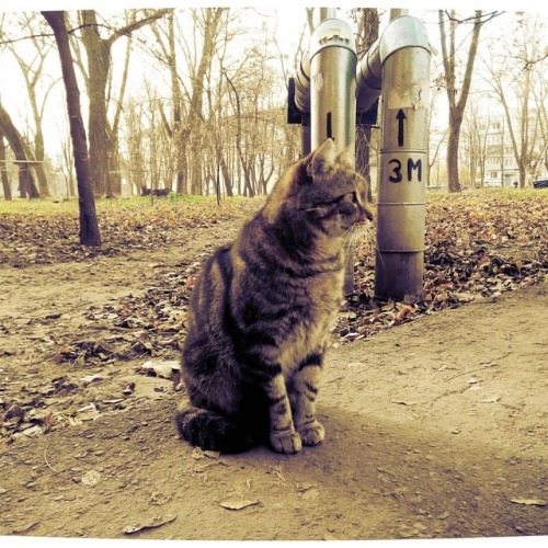 Steet Cat https://www.youtube.com/c/WeMeow #cat #cats #wemeow #meow #catlife #cutecat #catlove #love