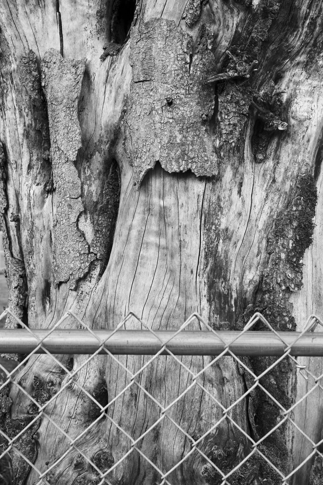 Snag, Portland, OR
© Robert Pallesen #Snag#Dead Tree#Street Scene#Fences#PDX#Portland#Urban Landscape #Black and White Photography #Robert Pallesen