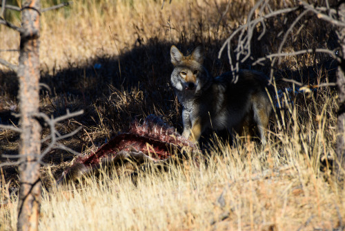 A bunch of the coyote from the other day