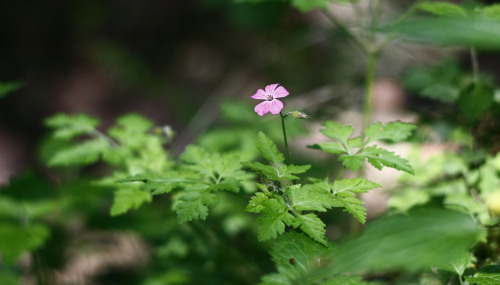 Geranium robertianum L.