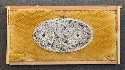 Canadian artist Ava Roth collaborates with bees, using porcupine quills, horsehair, birch bark, and 