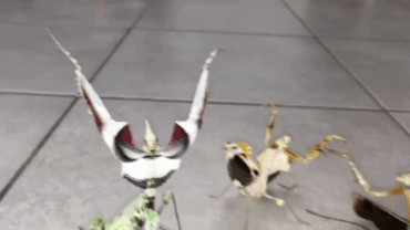 rosegoldrebecca: goldensweetcheeks:  dmc-dmc:   boootyfriedrice:  youngpoppa:   swankinftjuice:  Kendrick and Q fight  Son..   My niggas   😂😂😂 this is exactly how niggas be lookin.    Why Kendrick look like a praying mantis wit his arms 😭