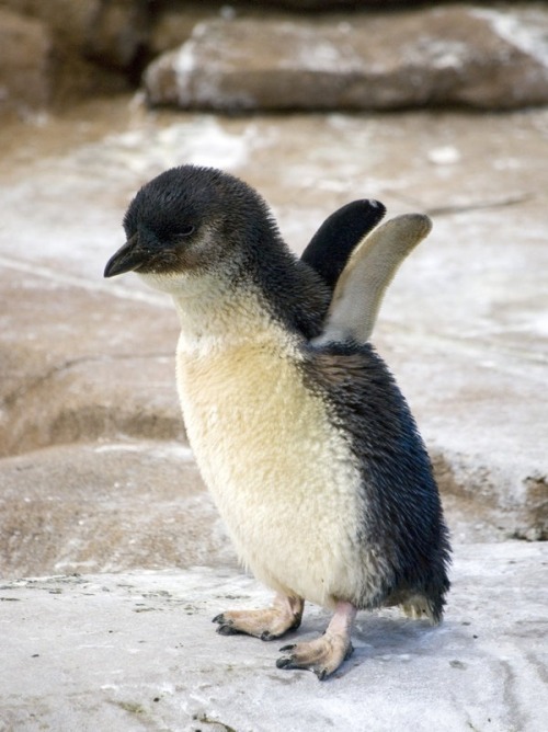 awwww-cute:  Baby Penguin  So cute