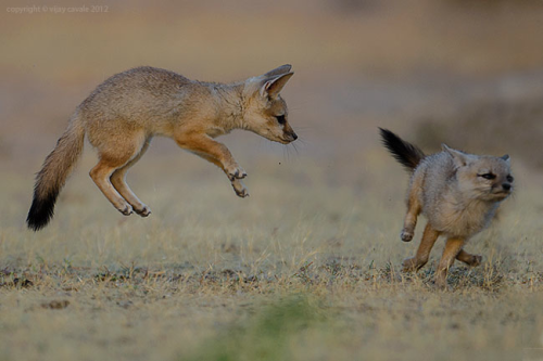 radiocatnip:The Bengal Fox (Vulpes bengalensis) also known as the Indian Fox, is a small fox native 