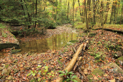 Leftovers from a late October hike at Coopers Rock State Forest.