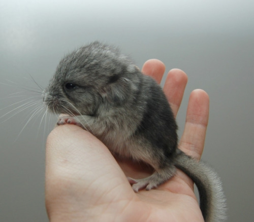 Chinchilla animals