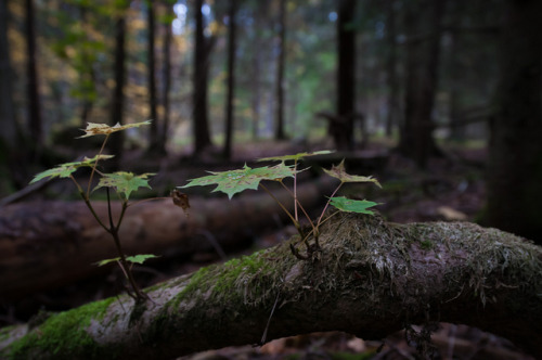 In the forest by HOKarlsson on Flickr.