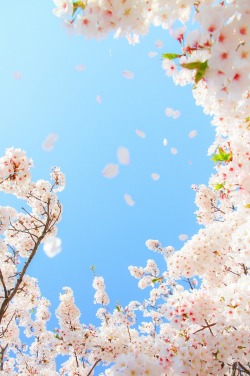wavemotions:Falling Cherry Blossoms by ｔｏｍｏｓｕｋｅ