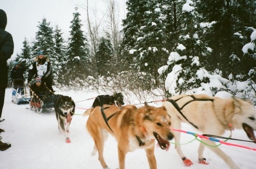 dannydevereaux:Start of the 2018 Iditarod Anchorage, Alaska35mm